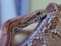 Wąż zbożowy – grzbietowa strona ciała z drobniejszymi łuskami. &nbsp;
Fot. Magdalena Puczko

